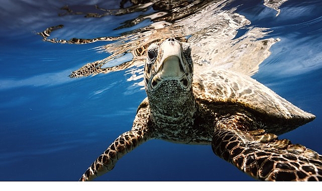 Doğayla Birlikte Varız: Biyolojik Çeşitliliği Korumak Yaşamı Korumaktır