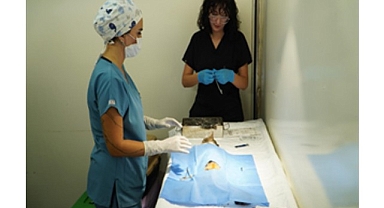 7 bin kediye mobil kısırlaştırma