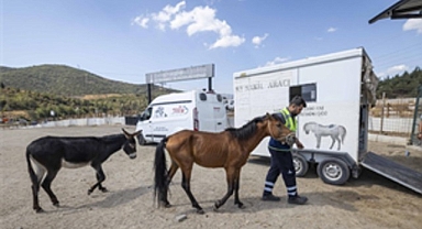 Buca’daki haralara terk edilen sahipsiz atlar Pako’da