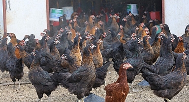 Büyükşehir, yüzde 50 hibeli 16 bin tavuk dağıttı
