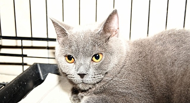 Kemer Belediyesi can dostlarımızın yanında